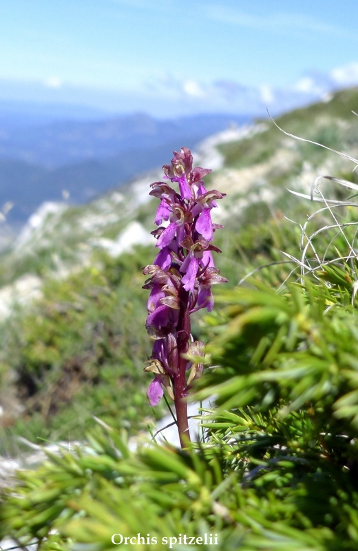 Monte Velino e Monti della Duchessa, le orchidee e la Natura  2024.